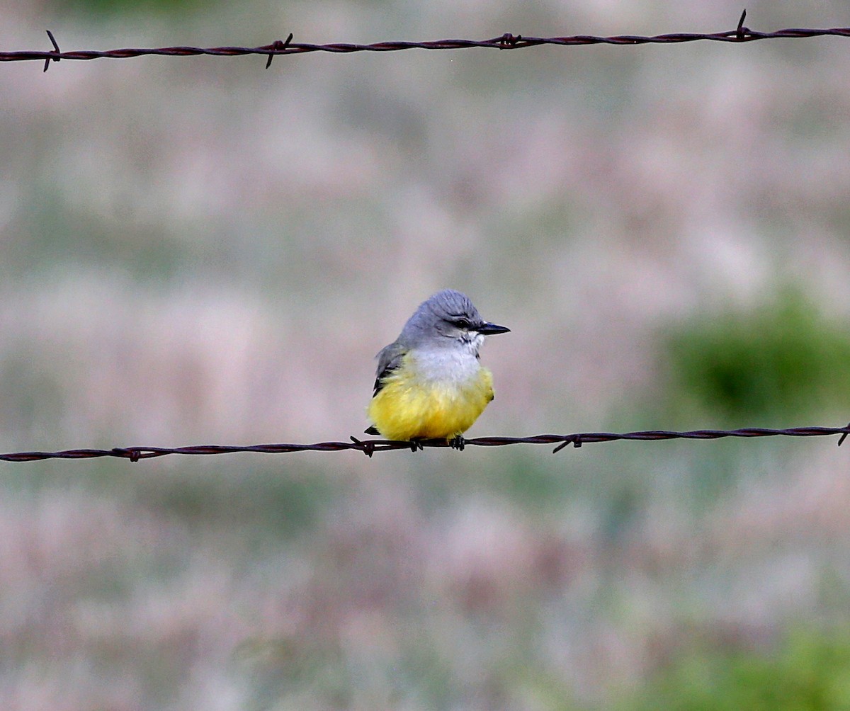 Western Kingbird - ML564067271