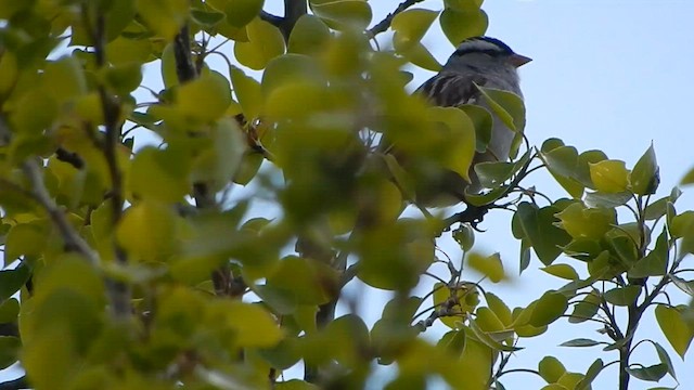 White-crowned Sparrow - ML564069471