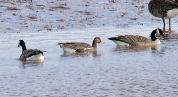 Greater White-fronted Goose (Greenland) - Ross Hall