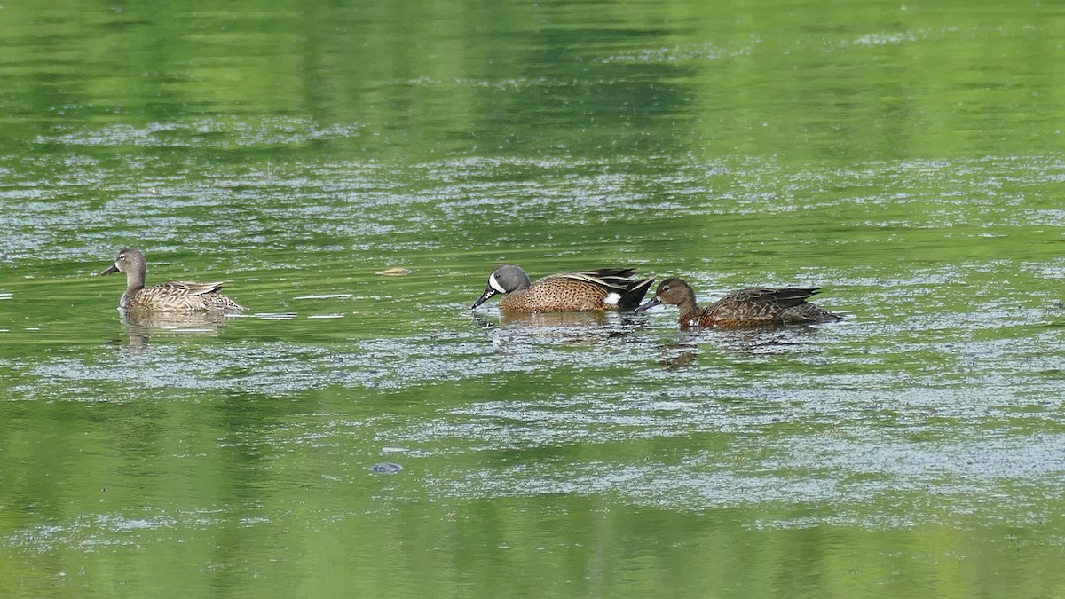 Blue-winged Teal - ML564070941