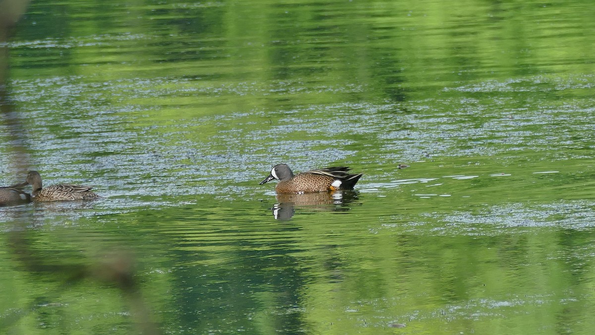 Blue-winged Teal - ML564071001