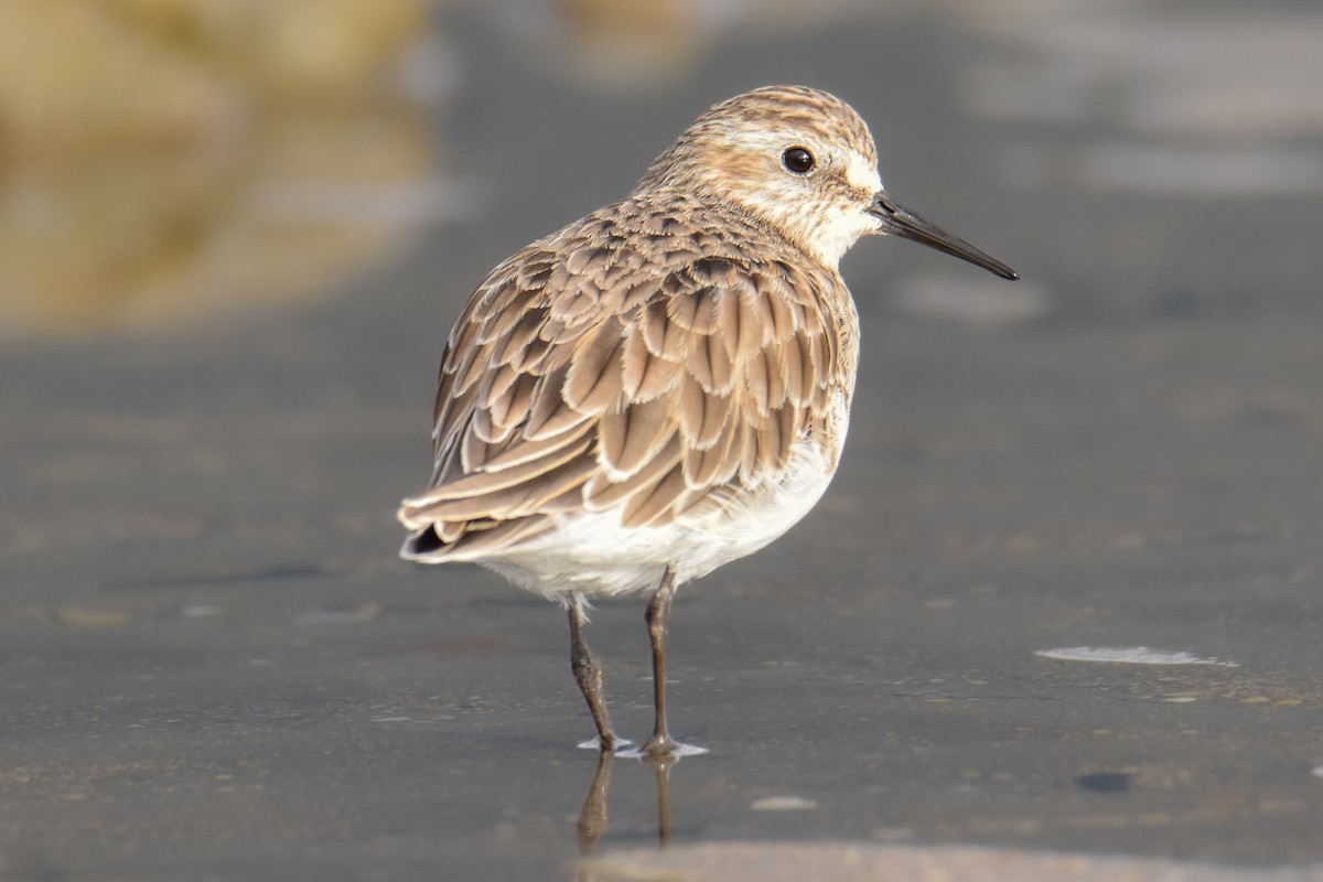 Baird's Sandpiper - ML564071561