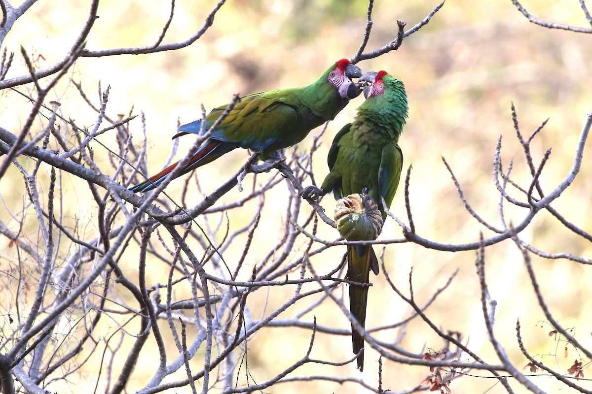 Military Macaw - ML564072551