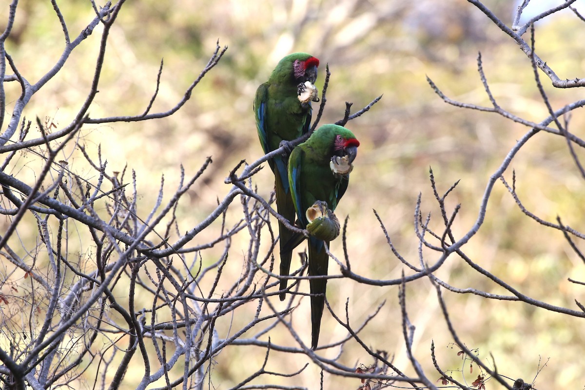 Military Macaw - ML564072601