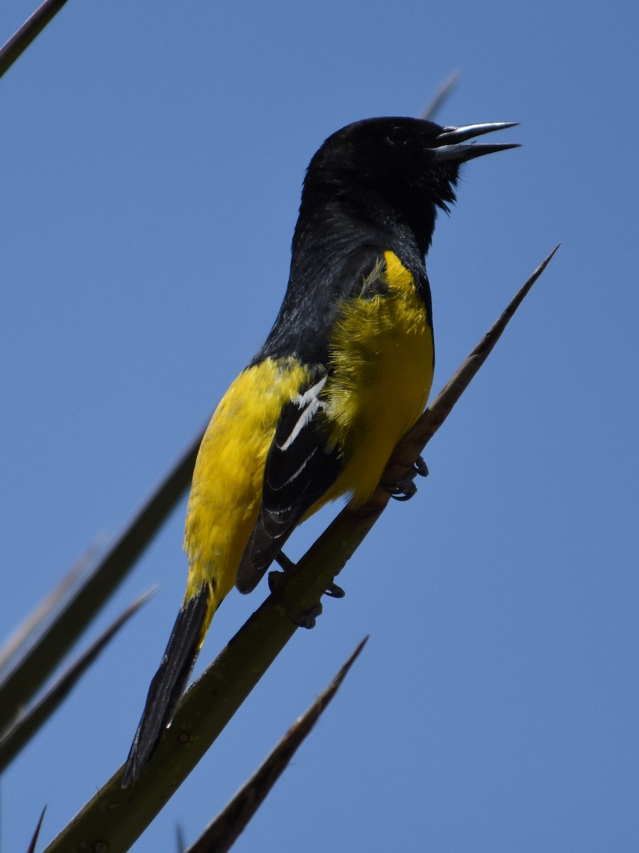 Oriole jaune-verdâtre - ML564074361
