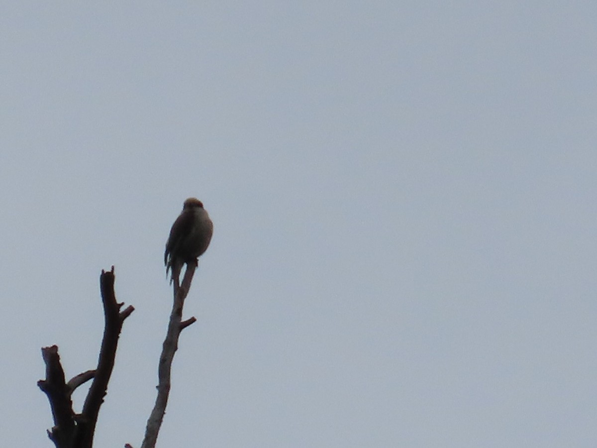 Canada Jay - ML564074581