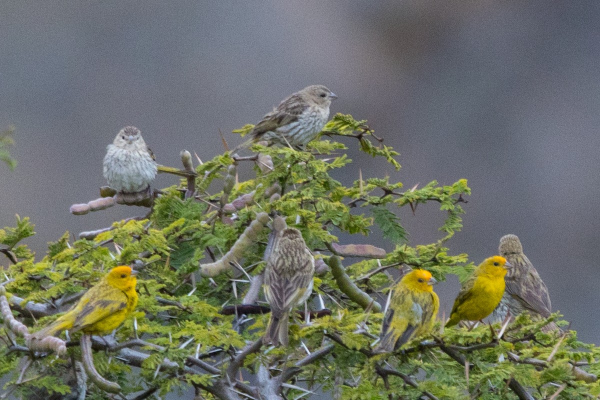 Saffron Finch - Roland Pfeiffer