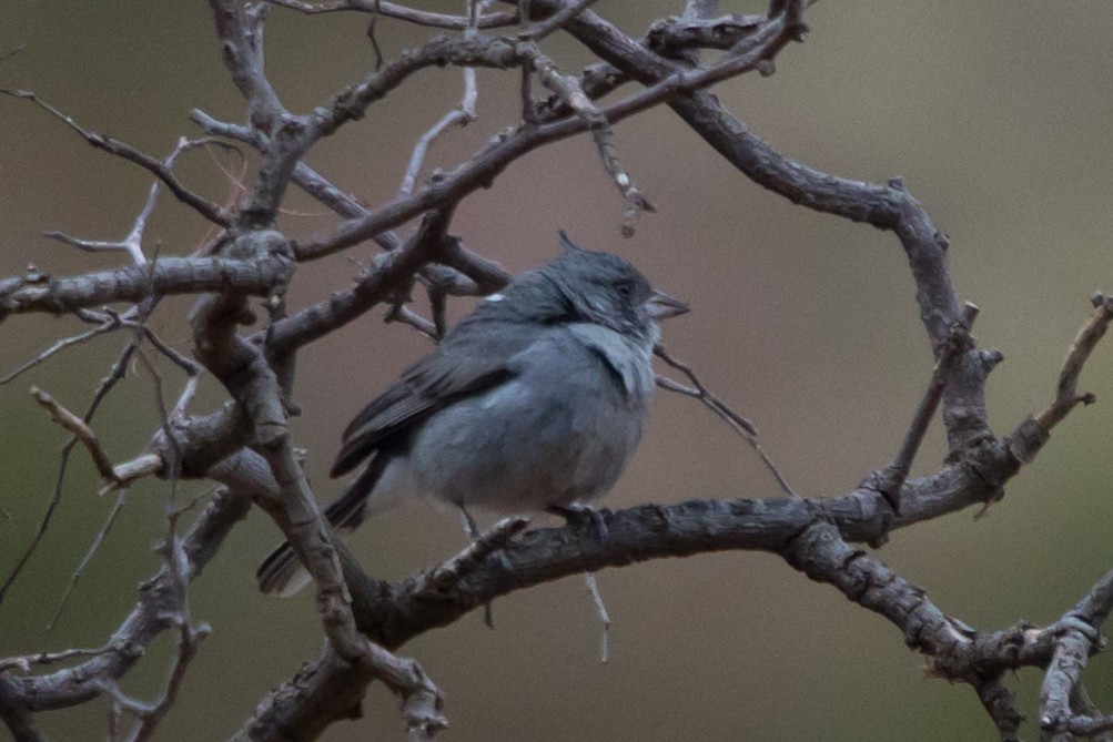 Gray-crested Finch - Roland Pfeiffer