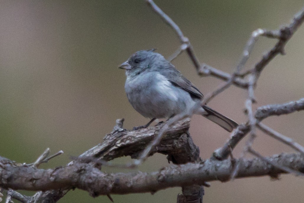 Gray-crested Finch - ML564075981