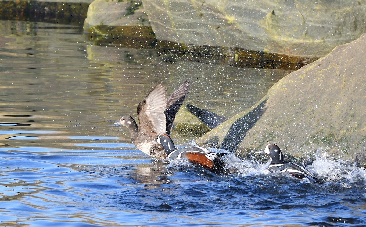 Harlequin Duck - ML564076061