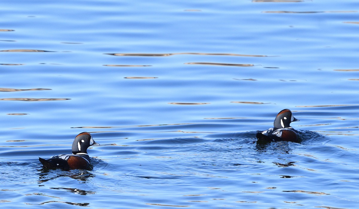 Harlequin Duck - ML564076071