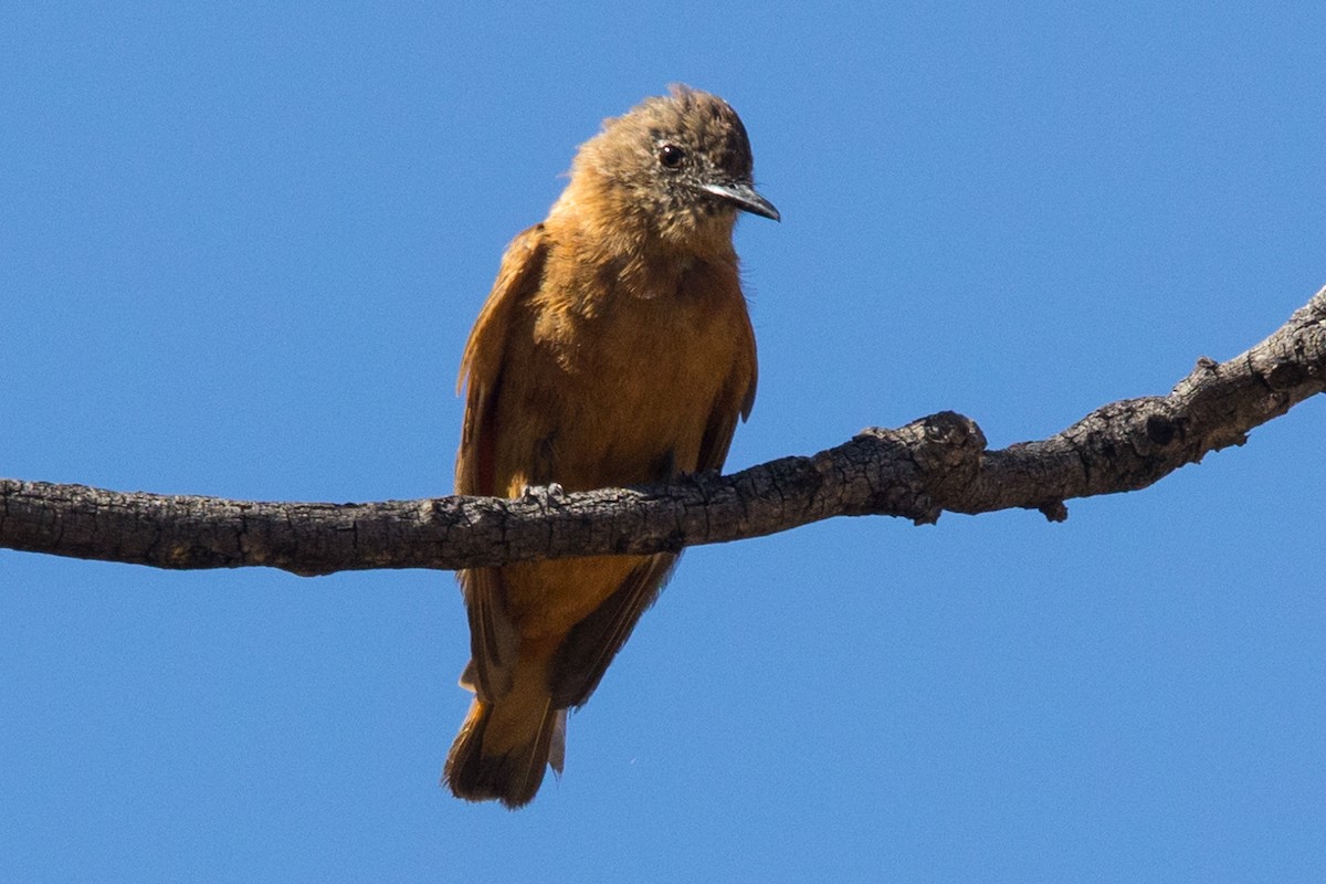 Cliff Flycatcher - Roland Pfeiffer