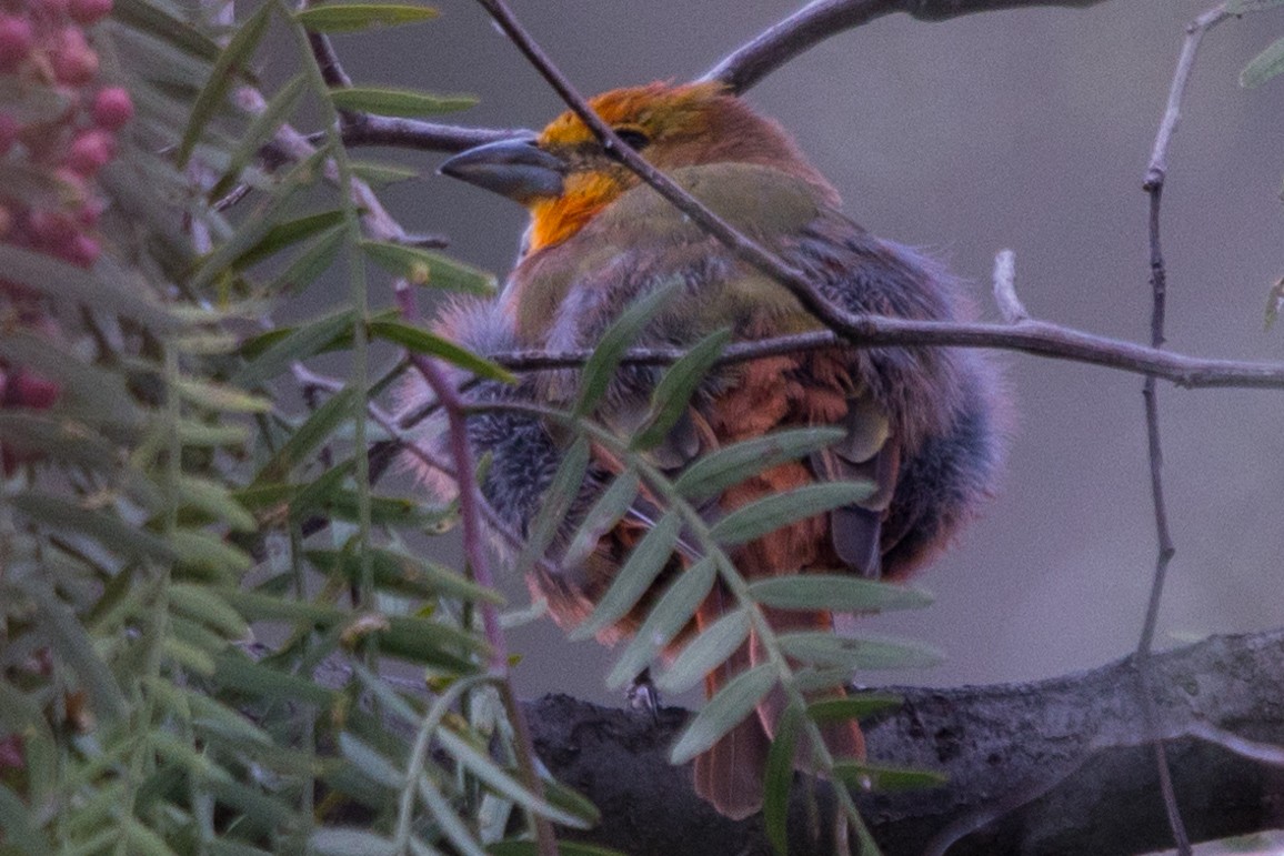 Hepatic Tanager - Roland Pfeiffer