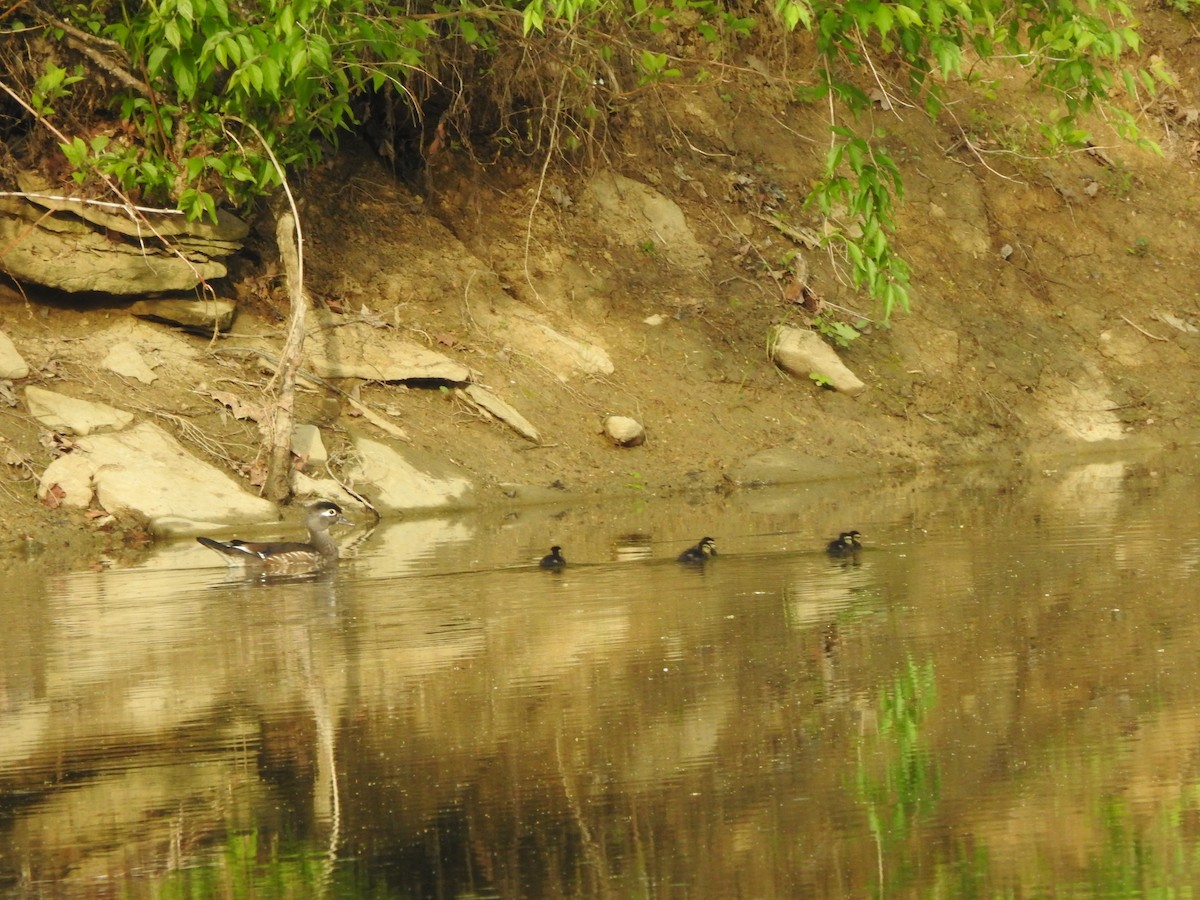 Wood Duck - ML564078771