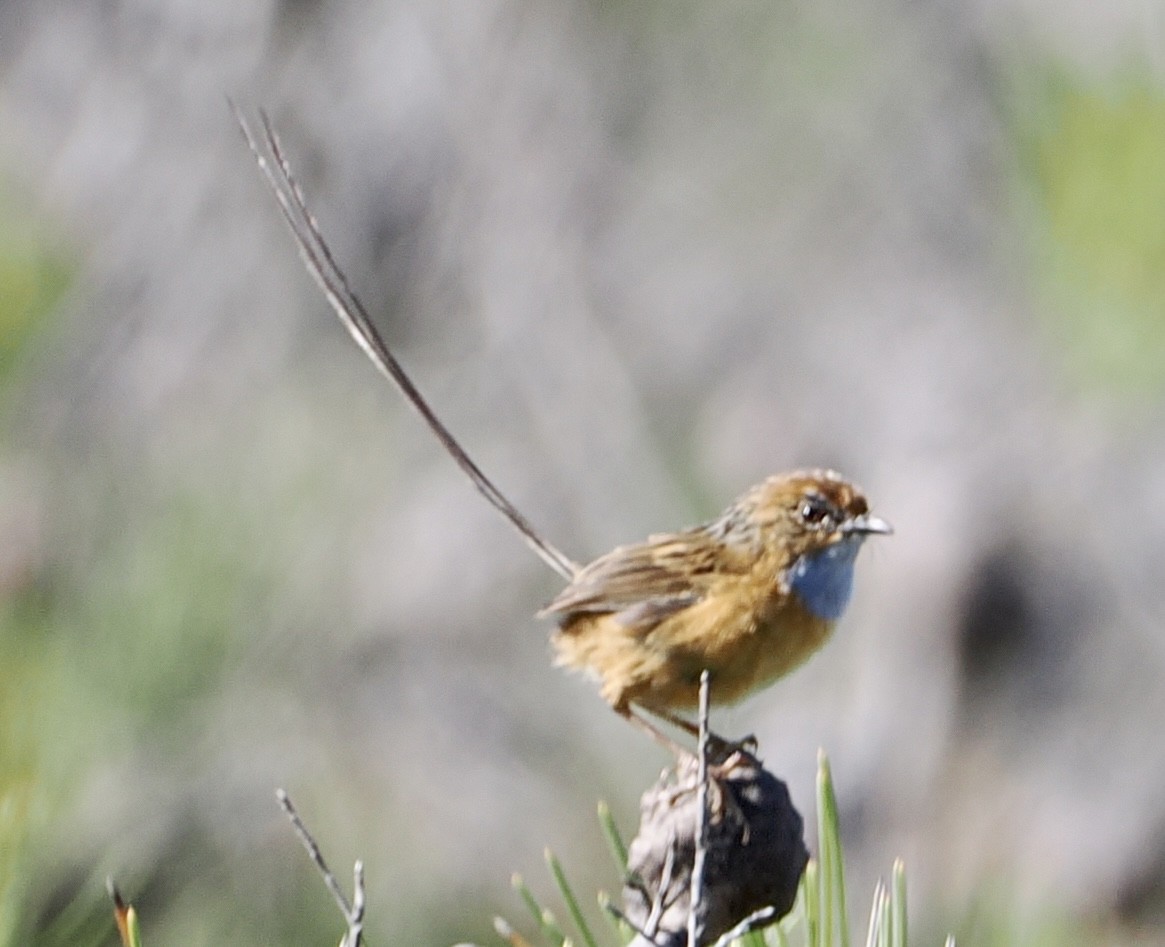 Southern Emuwren - Cheryl Cooper