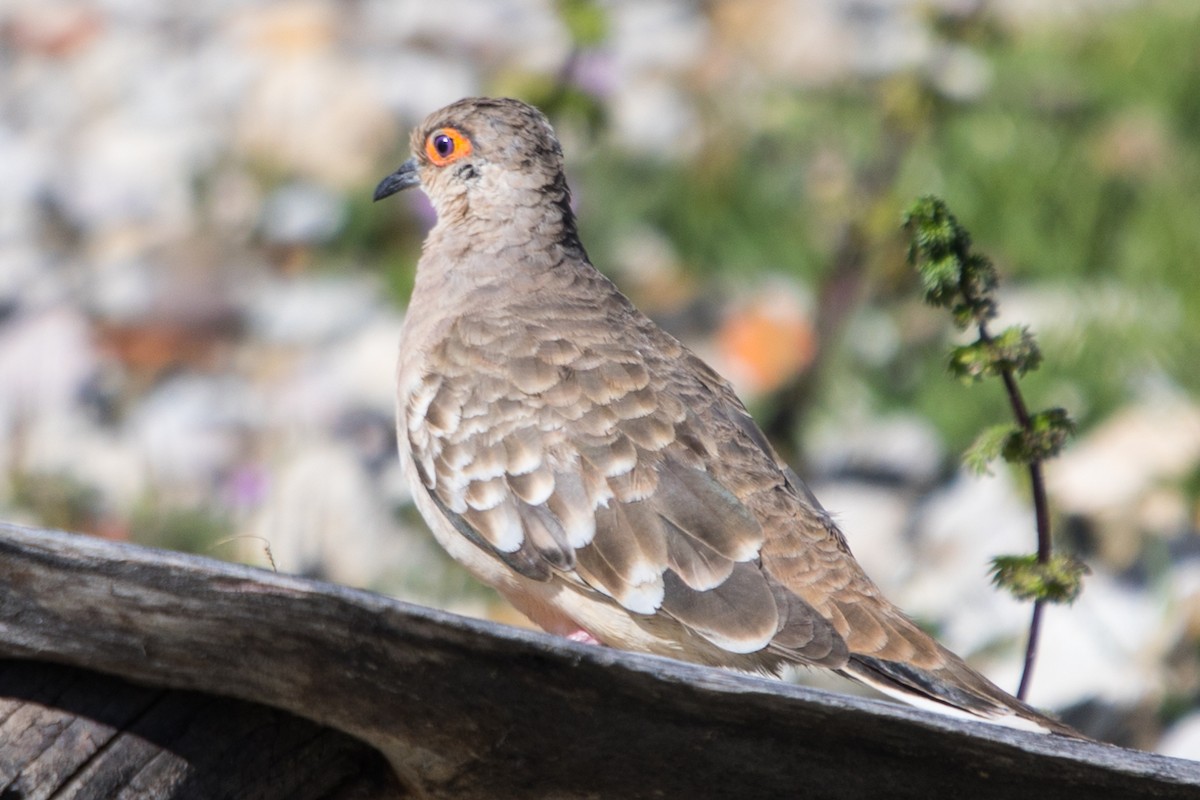 Bare-faced Ground Dove - ML564080091