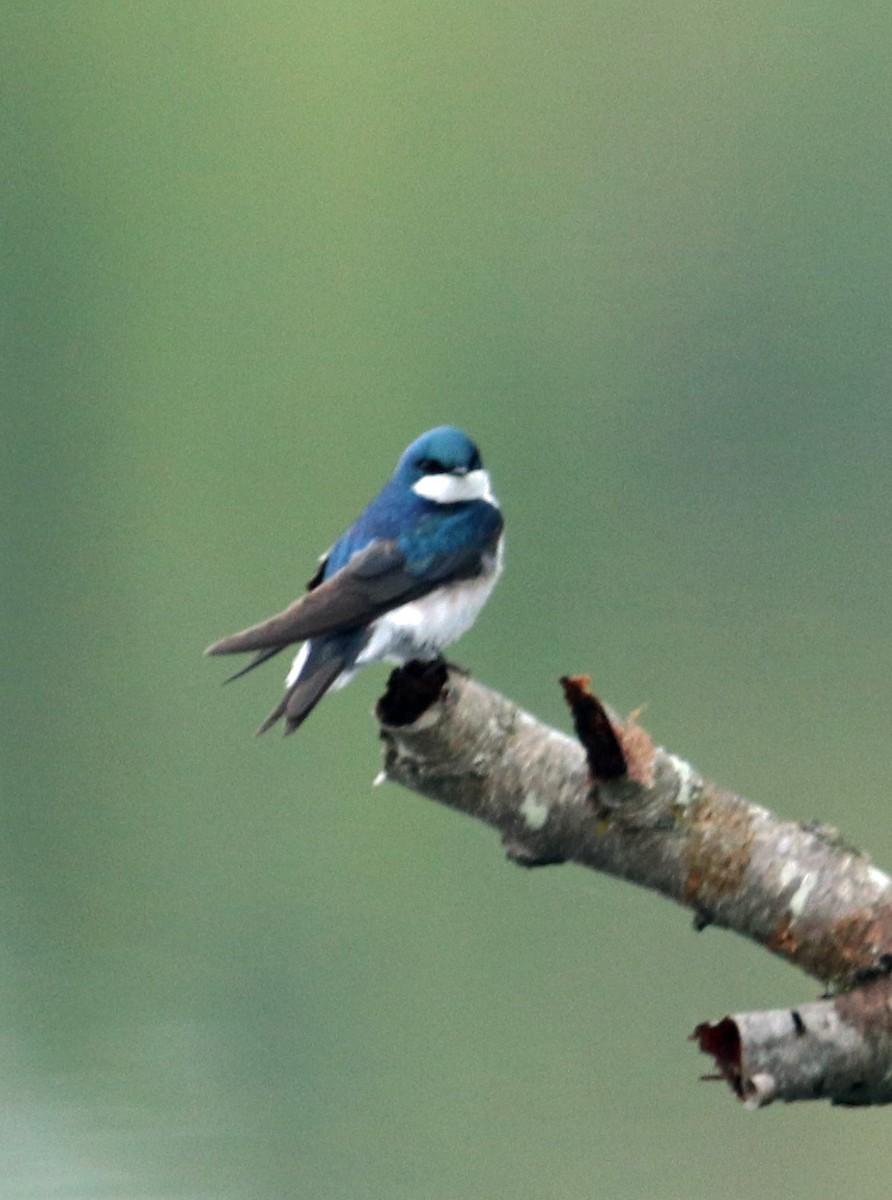 Tree Swallow - ML564080141