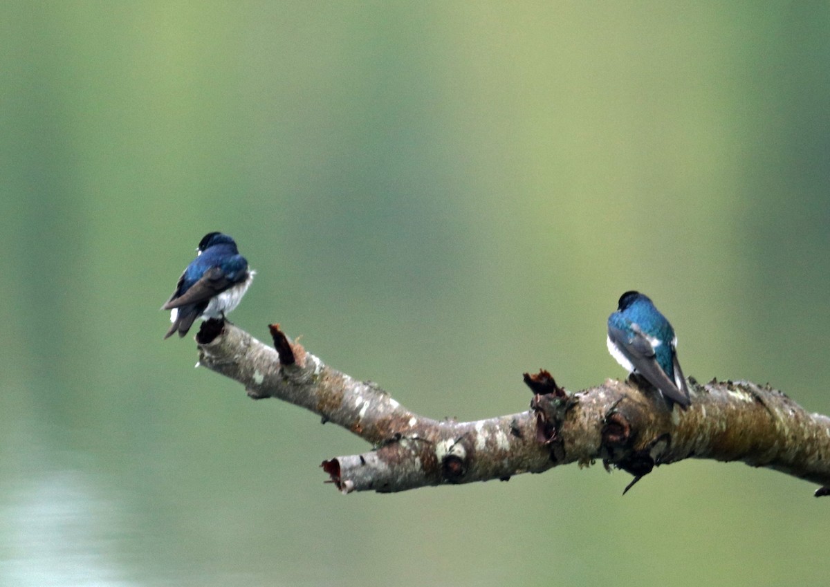 Tree Swallow - ML564080151