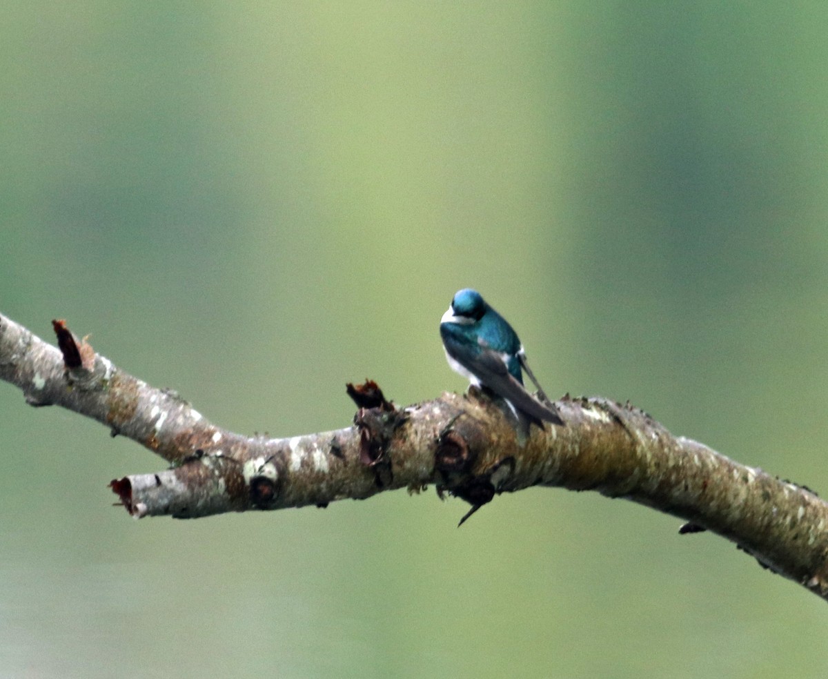 Tree Swallow - ML564080161
