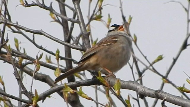 White-crowned Sparrow (oriantha) - ML564080271
