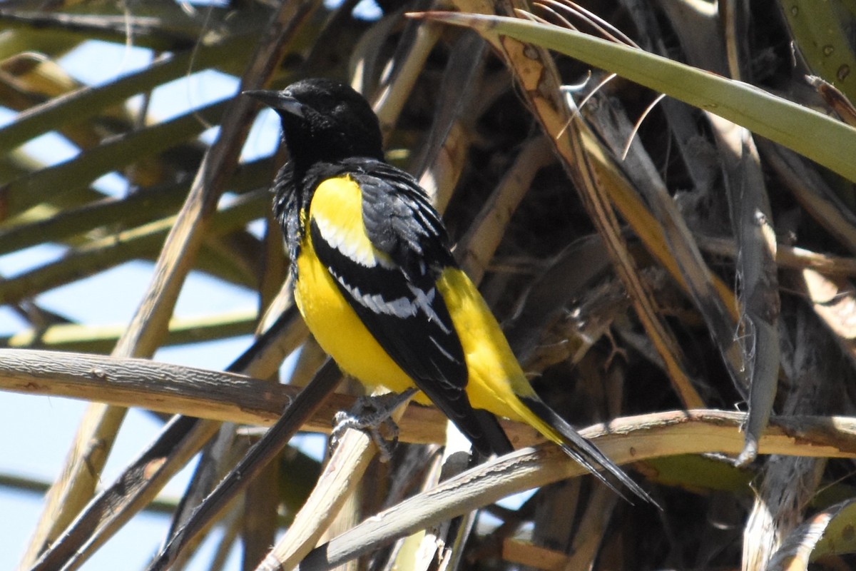 Oriole jaune-verdâtre - ML564080281