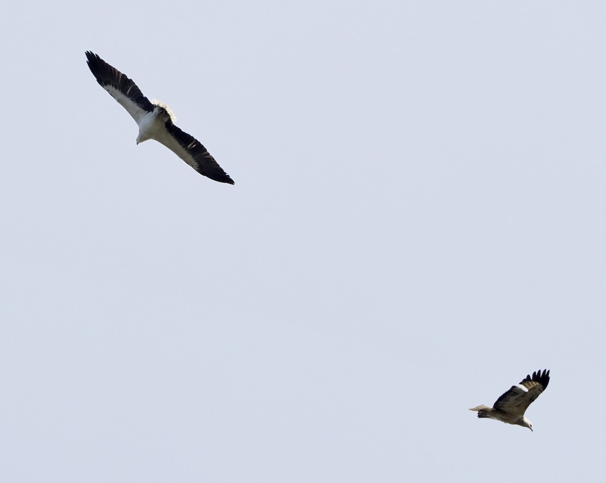 White-bellied Sea-Eagle - ML564080881