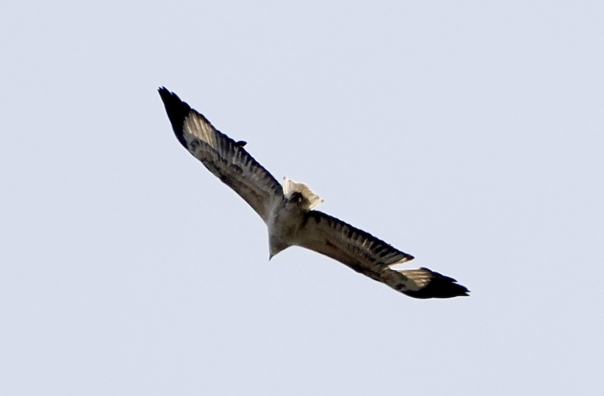 White-bellied Sea-Eagle - ML564080901