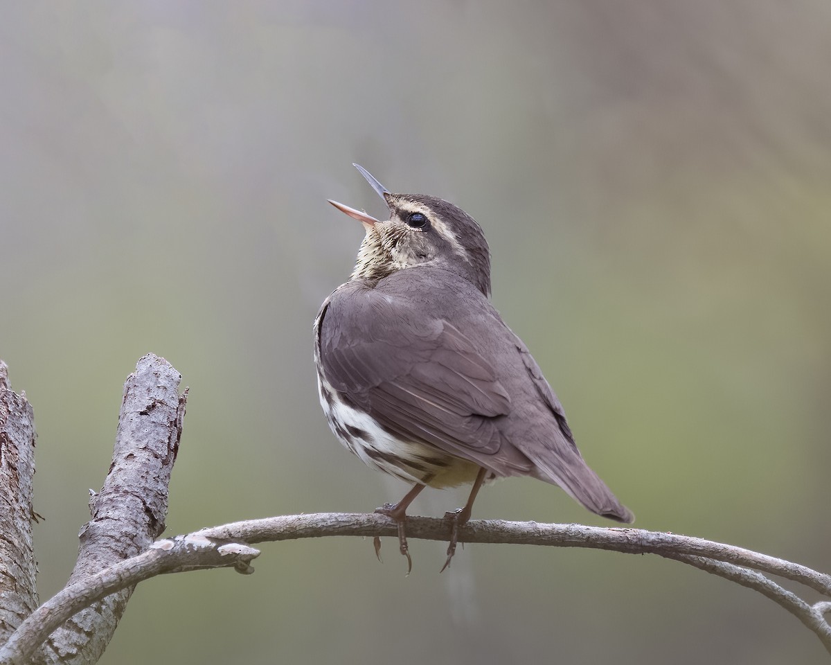 Northern Waterthrush - ML564081111