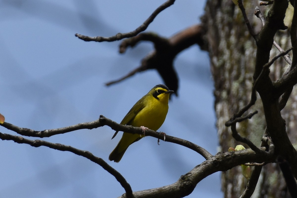 Kentucky Warbler - Sandra Brown