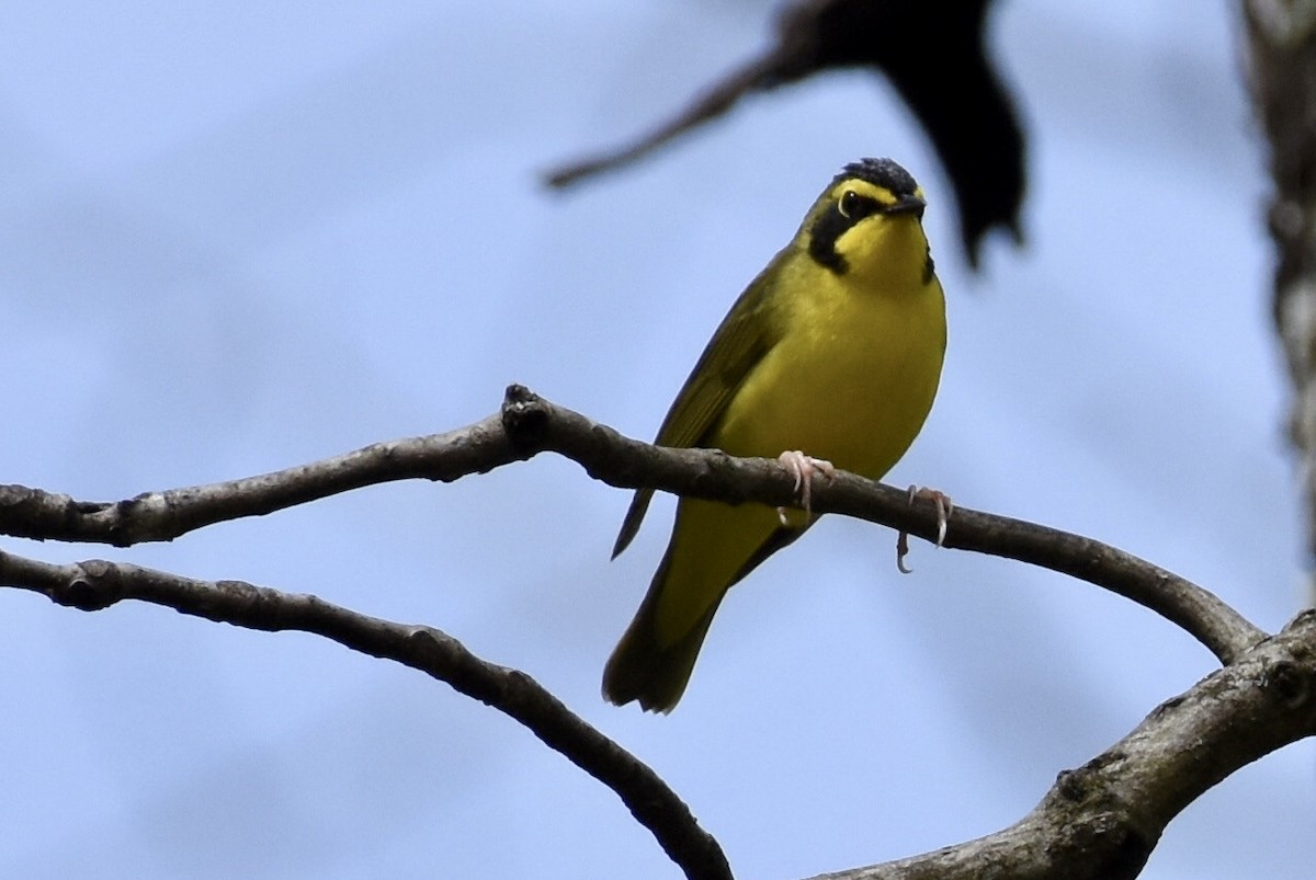 Kentucky Warbler - Sandra Brown