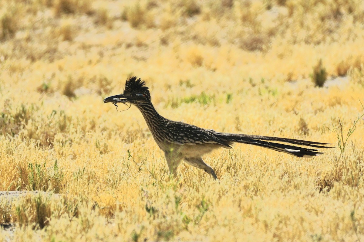 Greater Roadrunner - ML564082231