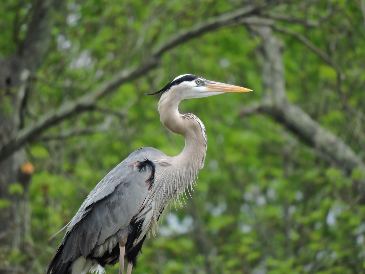Great Blue Heron - ML56408231