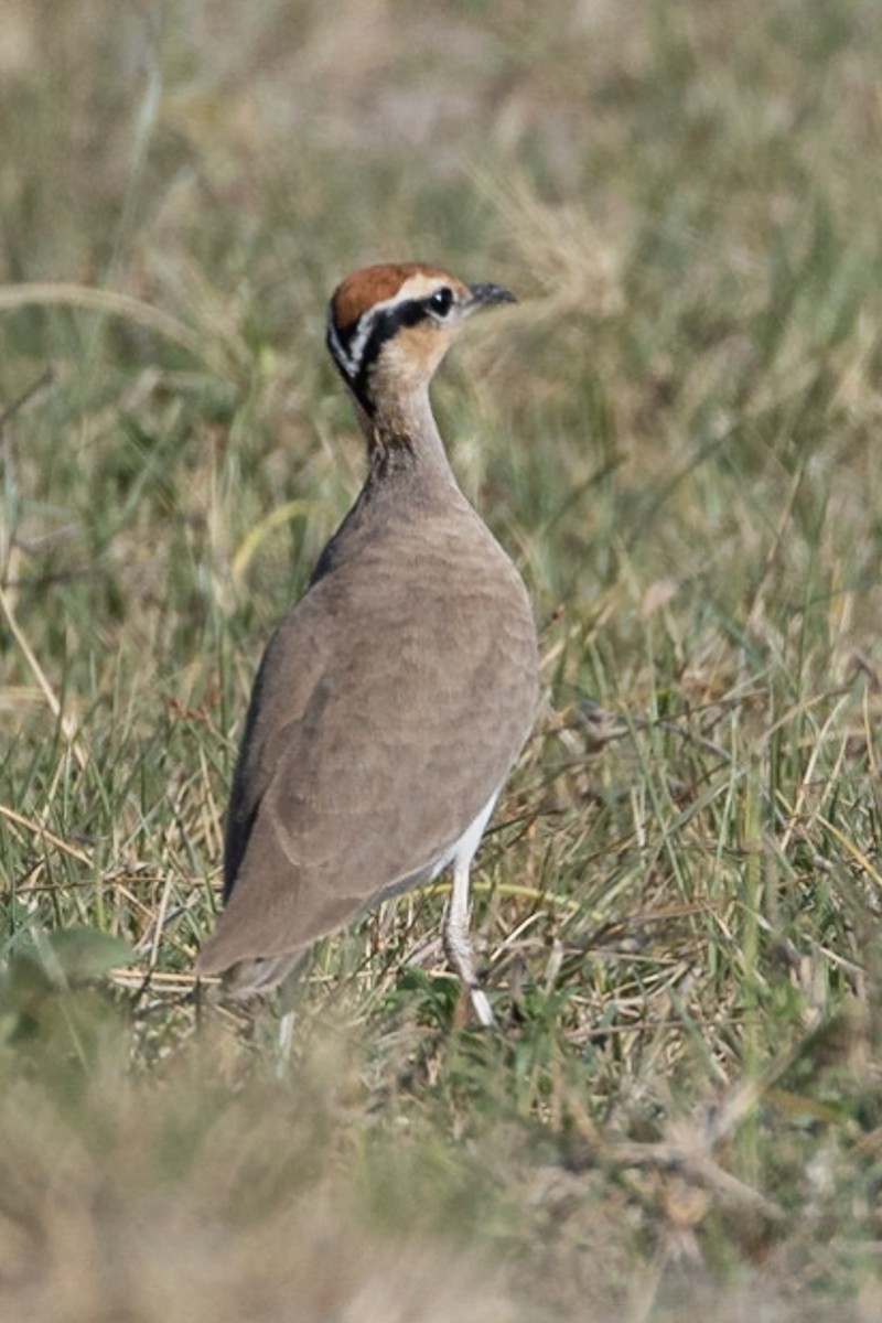 Temminck's Courser - ML564082331