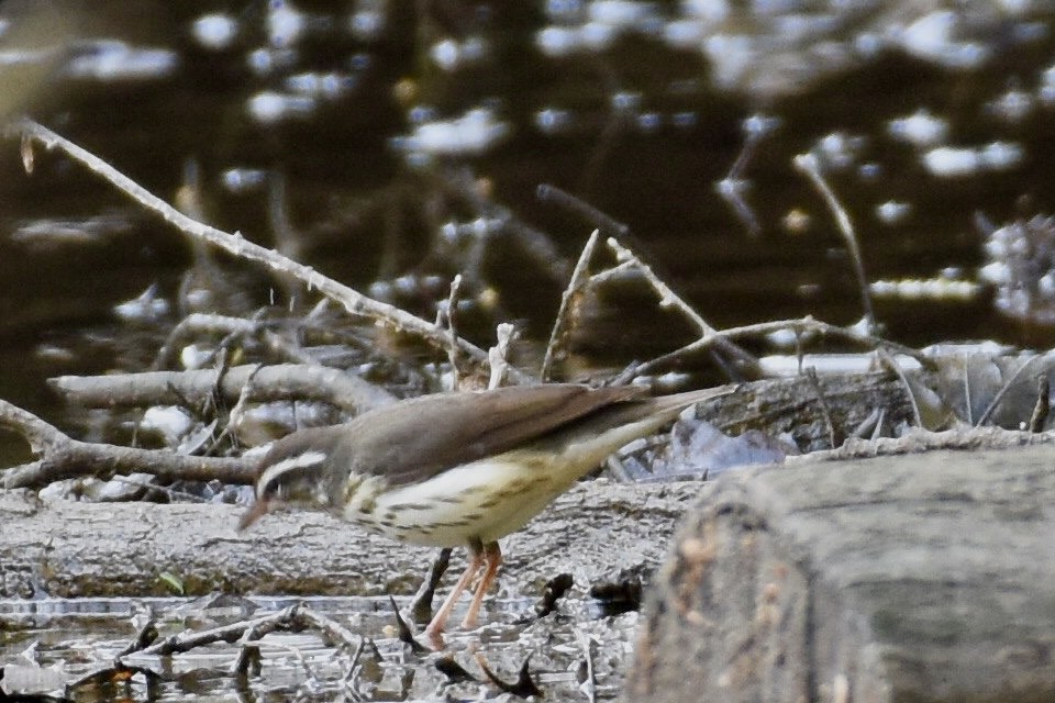 Louisiana Waterthrush - ML564082721