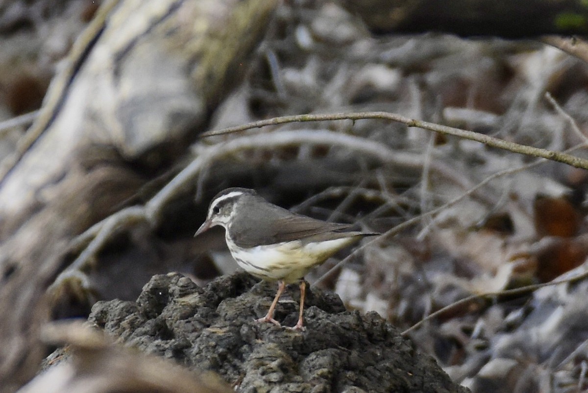 Louisiana Waterthrush - Sandra Brown