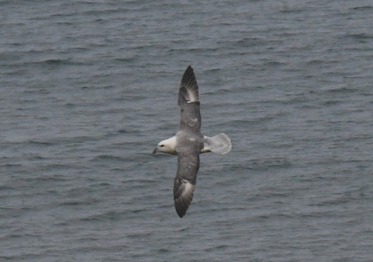 Northern Fulmar - ML564083321
