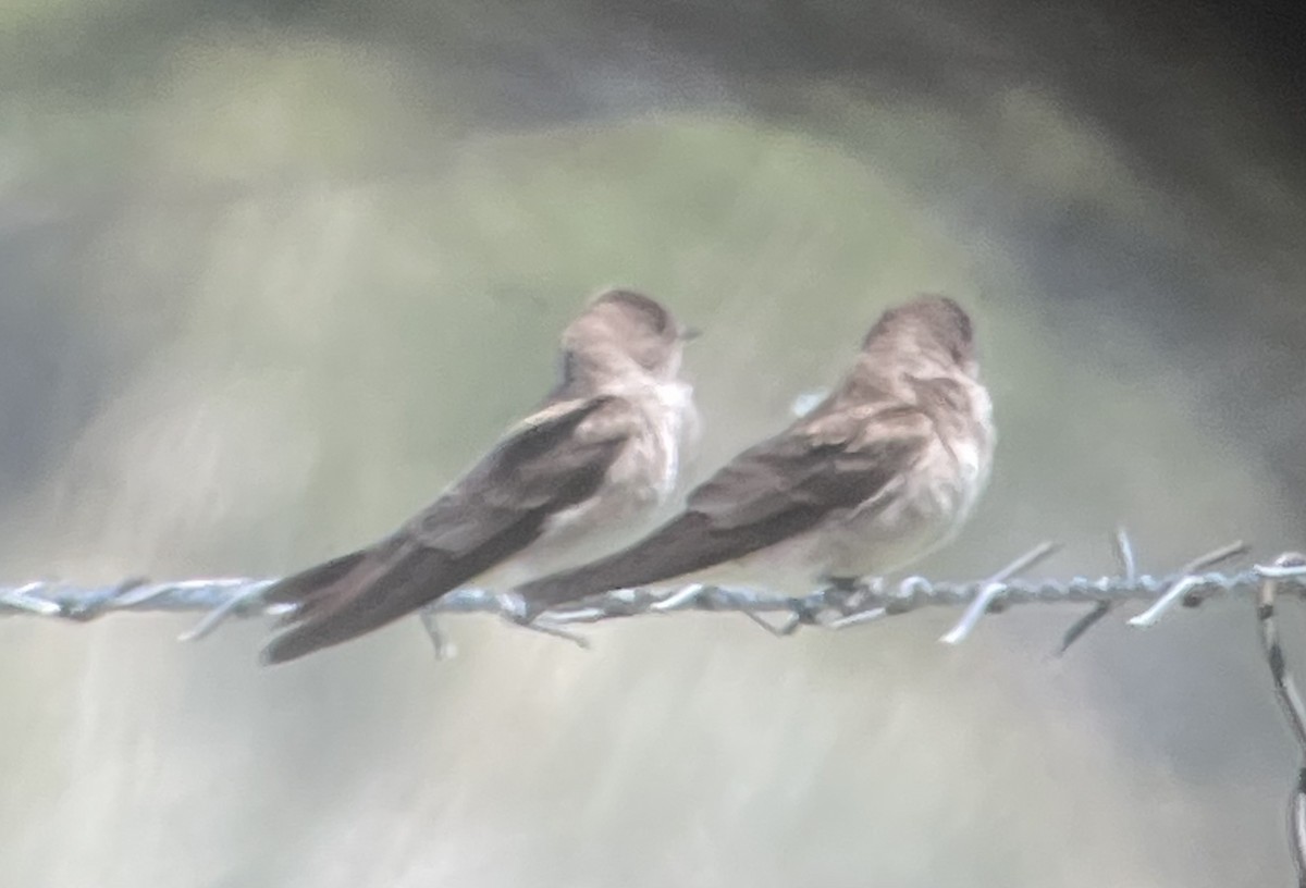 Northern Rough-winged Swallow - ML564084351