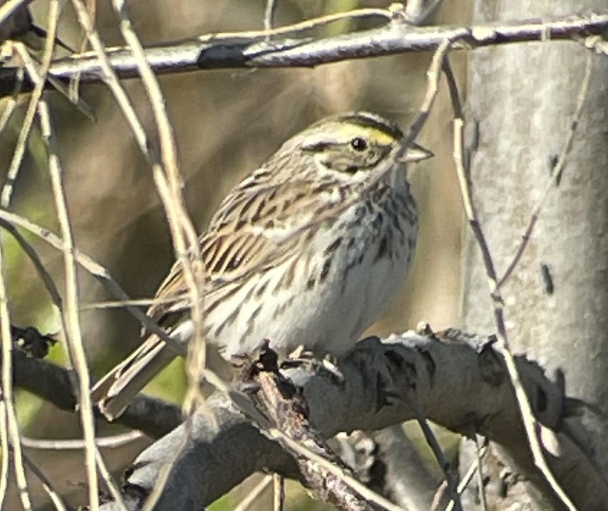Savannah Sparrow - ML564084611