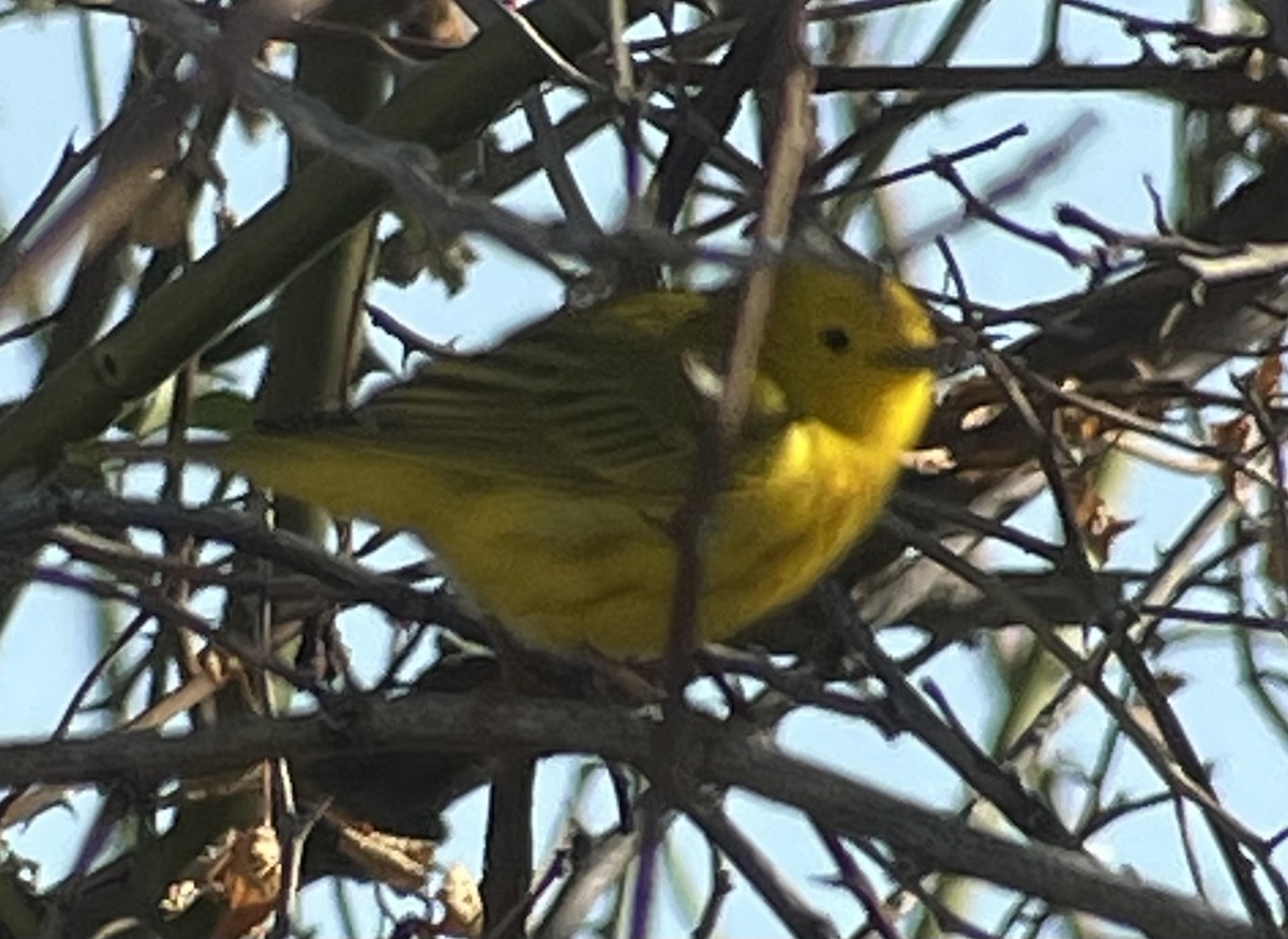 Yellow Warbler (Northern) - ML564084711
