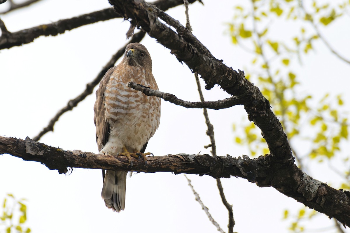 Broad-winged Hawk - ML564085941