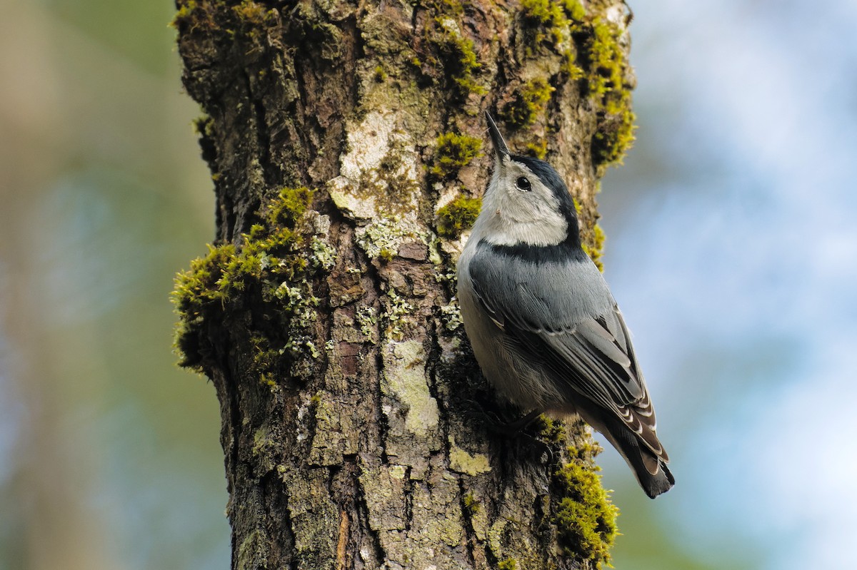 White-breasted Nuthatch - ML564086091