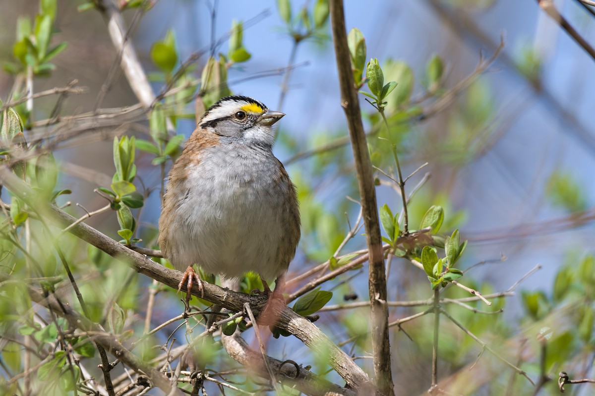 White-throated Sparrow - ML564086191