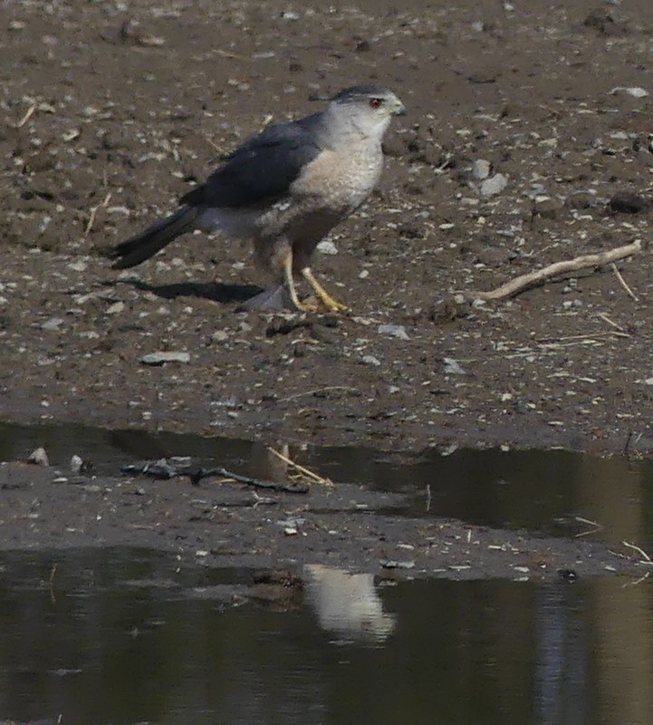 Cooper's Hawk - ML564086641