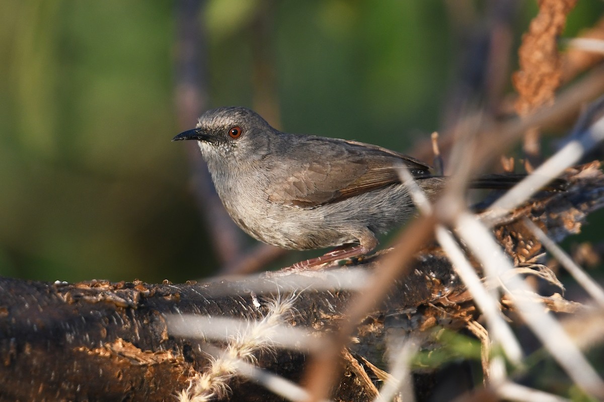 Gray Wren-Warbler - ML564087381
