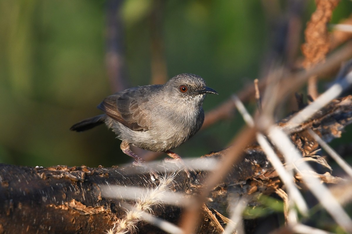Gray Wren-Warbler - ML564087481