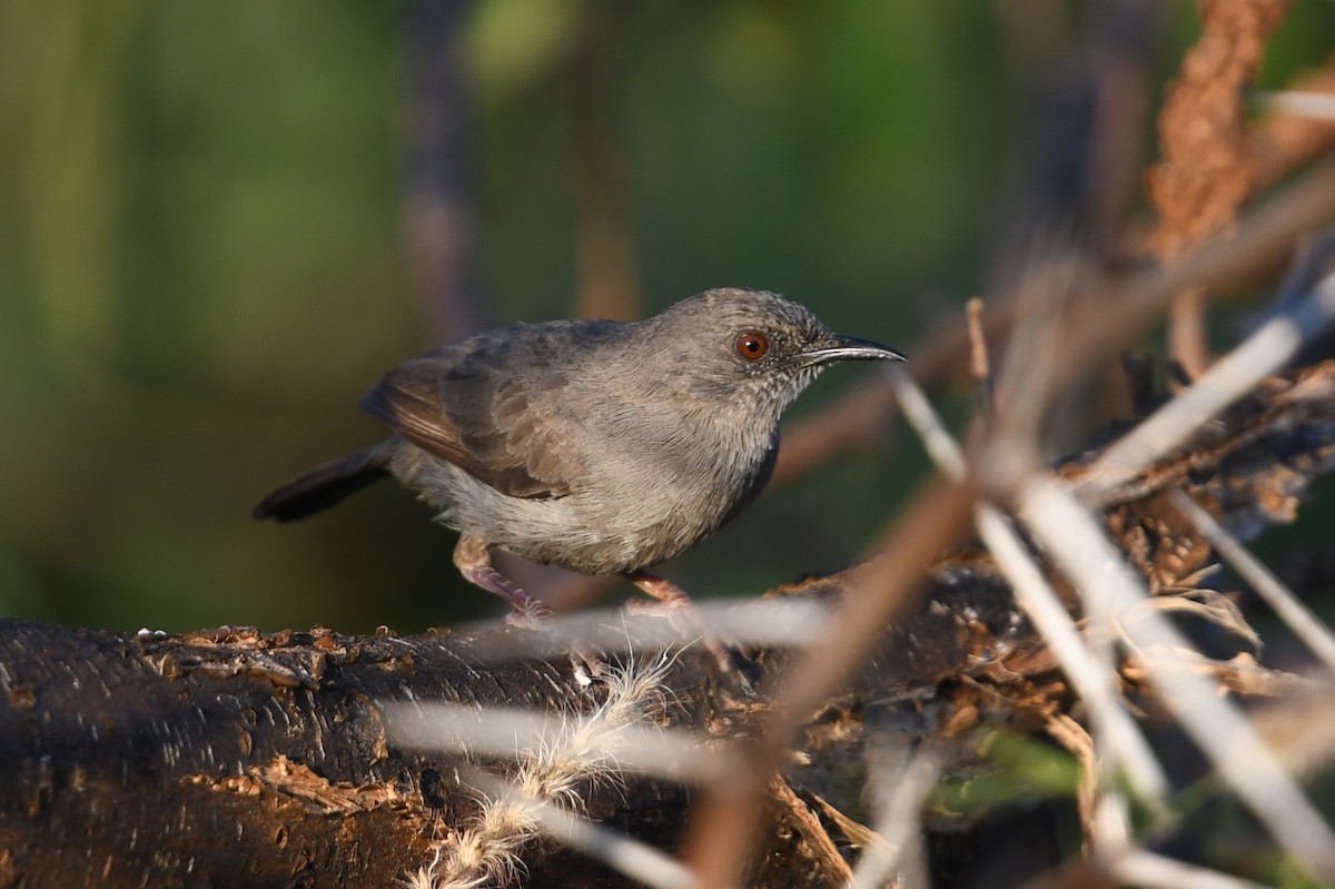 Gray Wren-Warbler - ML564087591
