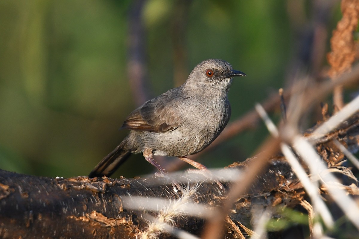 Gray Wren-Warbler - ML564087601