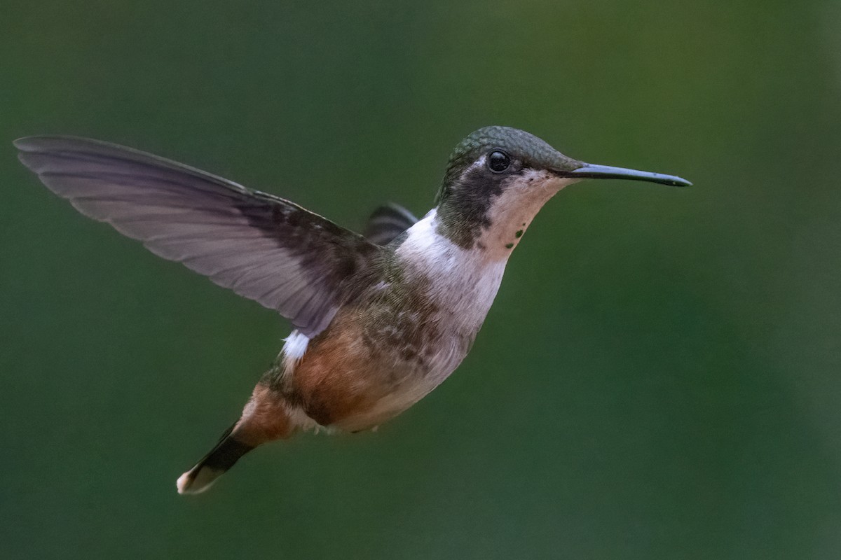 Magenta-throated Woodstar - Bill Wood