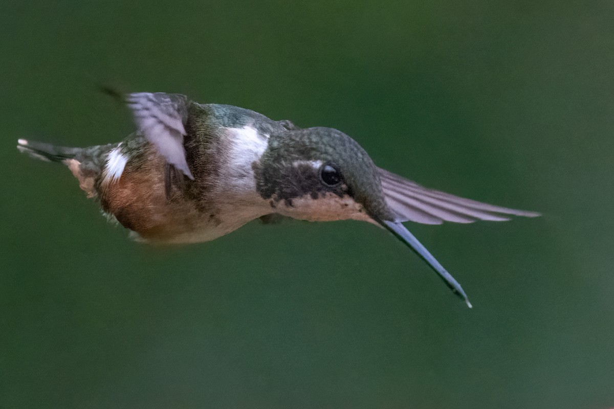 Magenta-throated Woodstar - Bill Wood