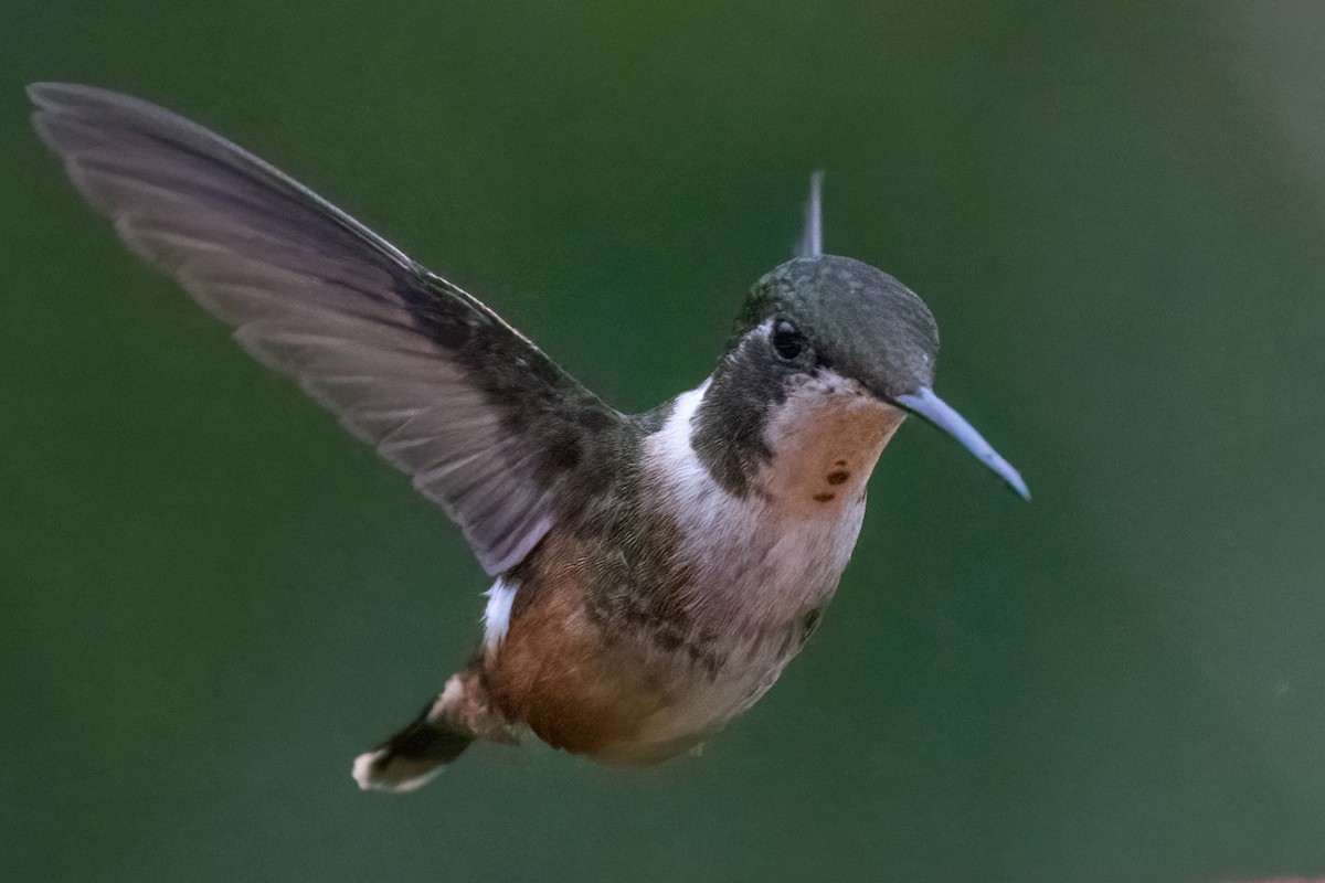 Magenta-throated Woodstar - Bill Wood